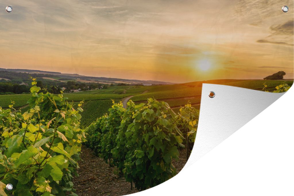MuchoWow 90x60 cm Outdoor-Poster Gartendeko Sichtschutz Garten Poster für den Garten Weinberg mit weißen Trauben in Frankreich
