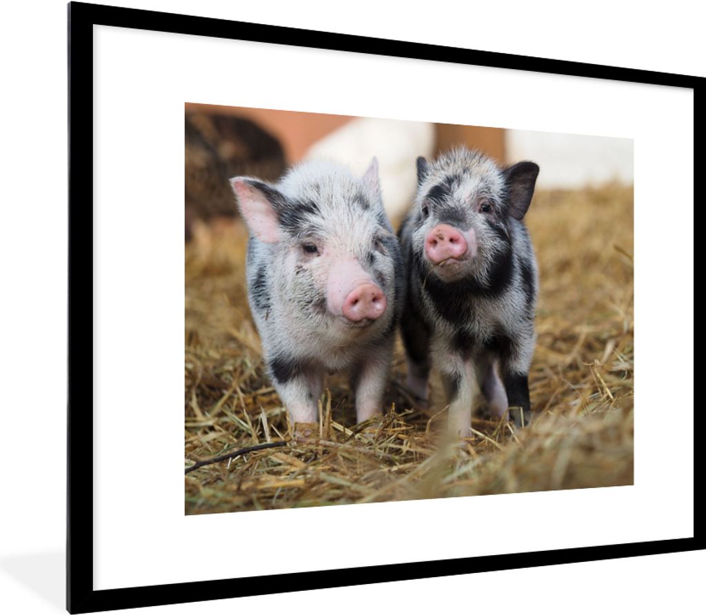 MuchoWow Gerahmtes Poster Schwein - Tiere - Ferkel 80x60 cm - Poster mit Schwarzem Bilderrahmen Wandposter Rahmen Foto Bilder - Schlafzimmer-Deko...