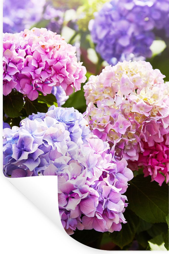 MuchoWow Wandtattoo Wandsticker Wandaufkleber Blumen - Hortensie - Rosa - Blätter - Sonne 60x90 cm Selbstklebend und Repositionierbar - Sticker ...