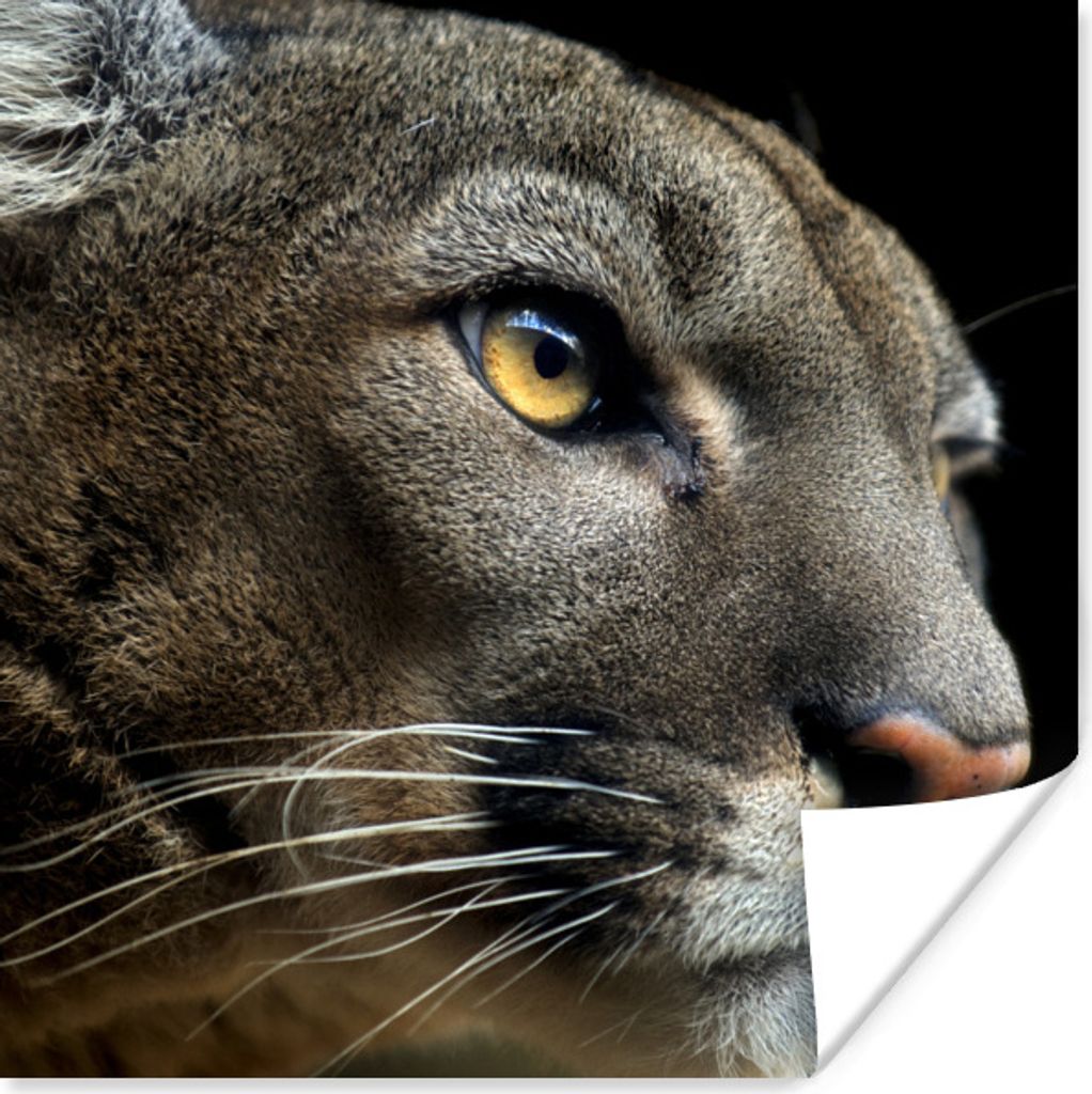 MuchoWow Poster Puma - Wilde Tiere - Porträt 100x100 cm - Babyzimmer