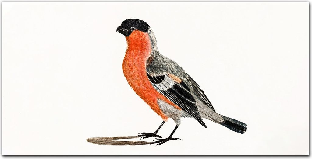 Coloray Bild aus Acryl 140 cm x 70 cm - Bild auf Acrylglas Gehärtetes Acryl Wohnzimmer Dekoration Wanddekoration Küche - Tier Vogel