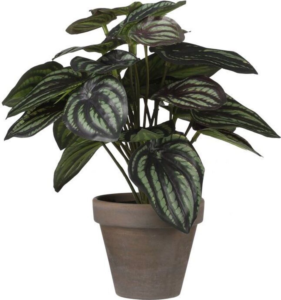 Mica Kunstpflanze Peperomia dunkelgrün, 24 x 23 cm Produktbild 