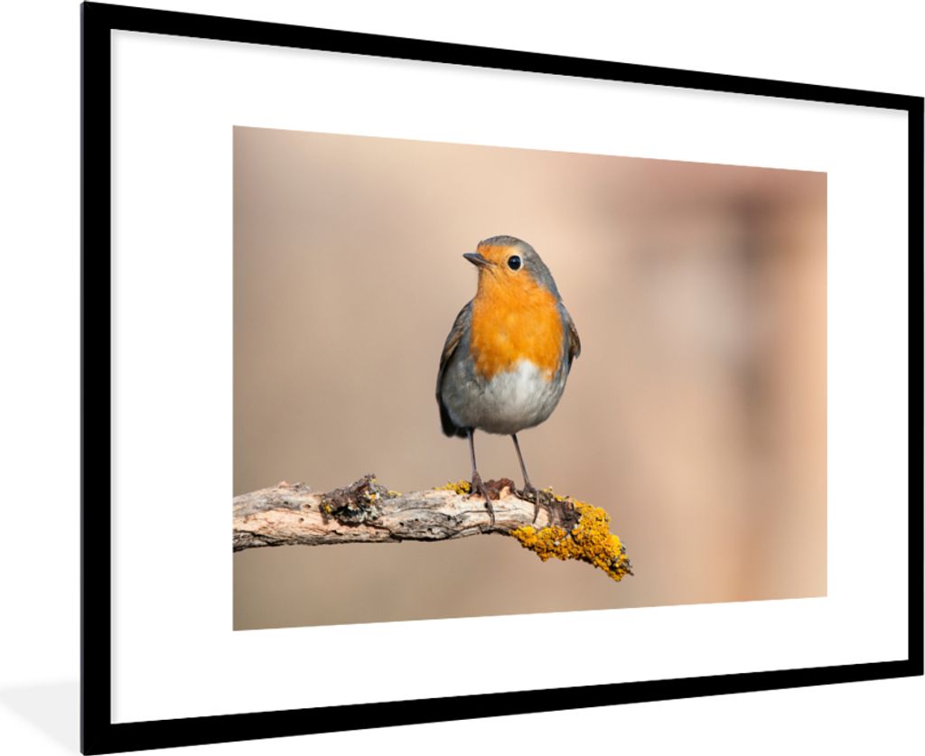 MuchoWow® Gerahmtes Poster Rotkehlchen - Vogel - Zweig - Produktbild 