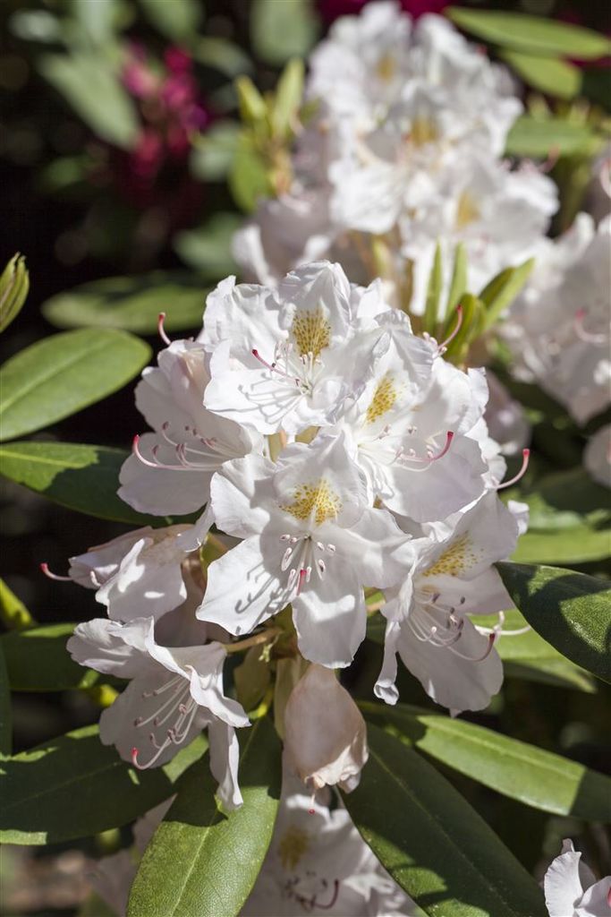 Rhododendron Hybr. 'Catawbiense Album', weiß, 30–40 cm
