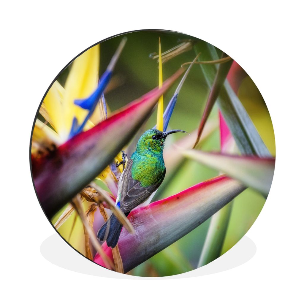 MuchoWow Aluminium Wandkreis Bunter Vogel zwischen all den bunten Tellern Ø 60 cm Wanddeko Modern Wohnzimmer - Wand Kreis - Wandbild - Schlafzim...