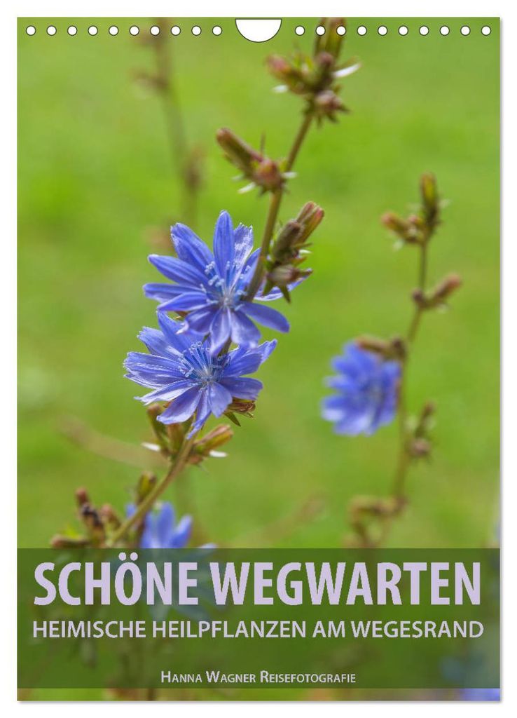 Schöne Wegwarten. Heimische Heilpflanzen am Wegesrand (Wandkalender 2027 DIN A4 hoch), CALVENDO Monatskalender
