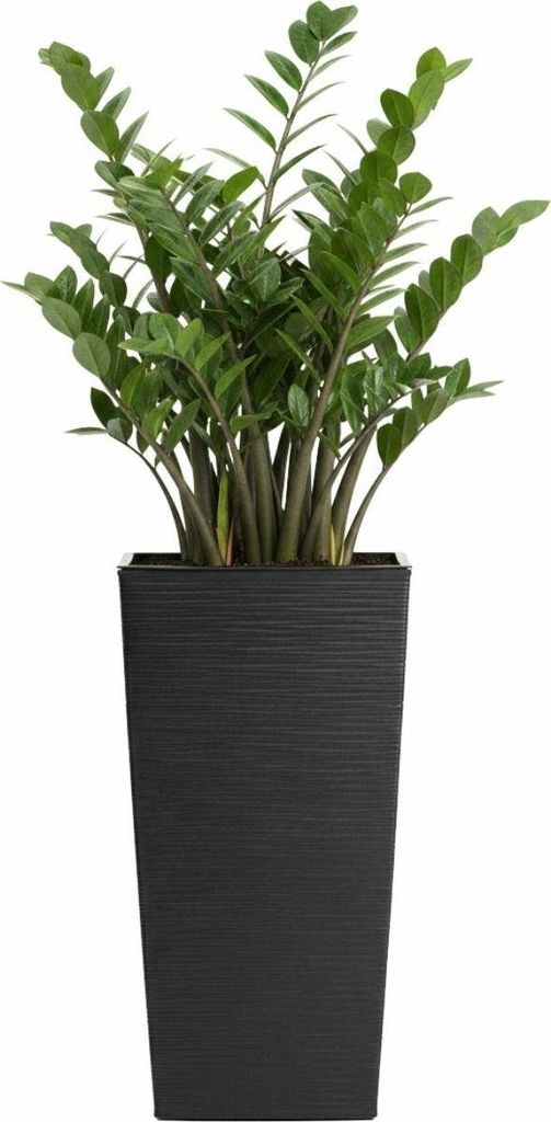 HowHomely | Pflanzentopf - Blumentopf - schwarz - B25xH46 cm - Pflanzgefäß - Übertopf - Rillenstruktur