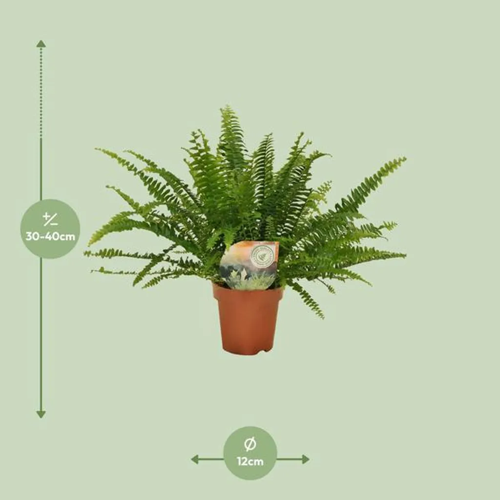 Fougère Nephrolepis Green Lady : Solution air sec et manque de lumière - 3