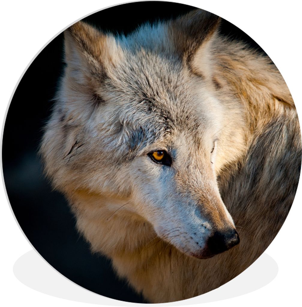MuchoWow Rundes Wandbild - Runde Bilder Leichter Polarwolf Ø 30 cm Kreis Wanddekoration Kunststoff - Wandkreis - Wandschmuck - Schlafzimmer - Bi...