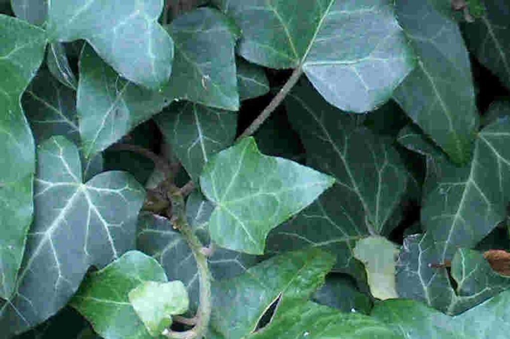 A close-up view of lush green ivy leaves with visible veins.