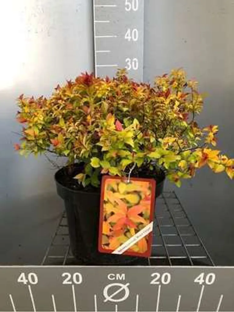 Spirée du Japon Magic Carpet au feuillage doré et floraison rose de 40 cm