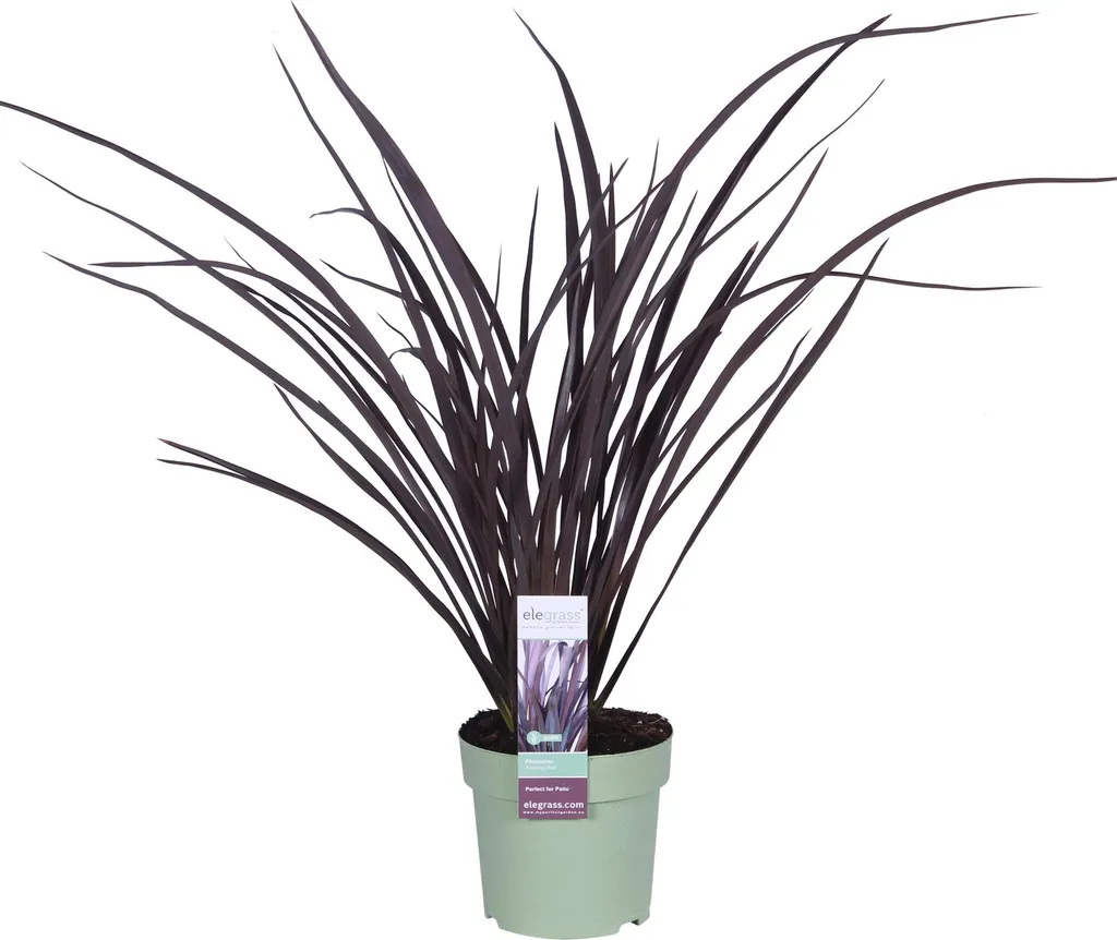 Plante Phormium pour extérieur - Arbuste persistant pour terrasse et bac