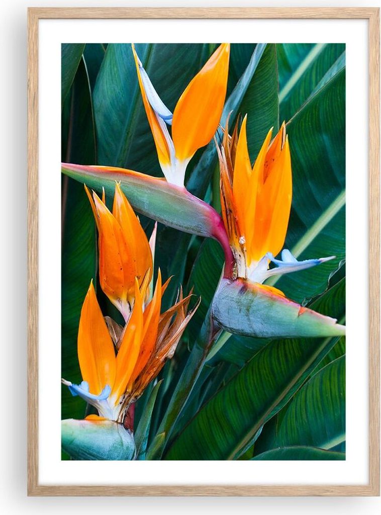 Gerahmtes Poster - Rahmen in heller Eiche - Himmlisch Vogel Blume - 50x70 cm - Wand Bild - Wanddeko - Wandbilder - Kunstposter - Wandposter - Bilde...