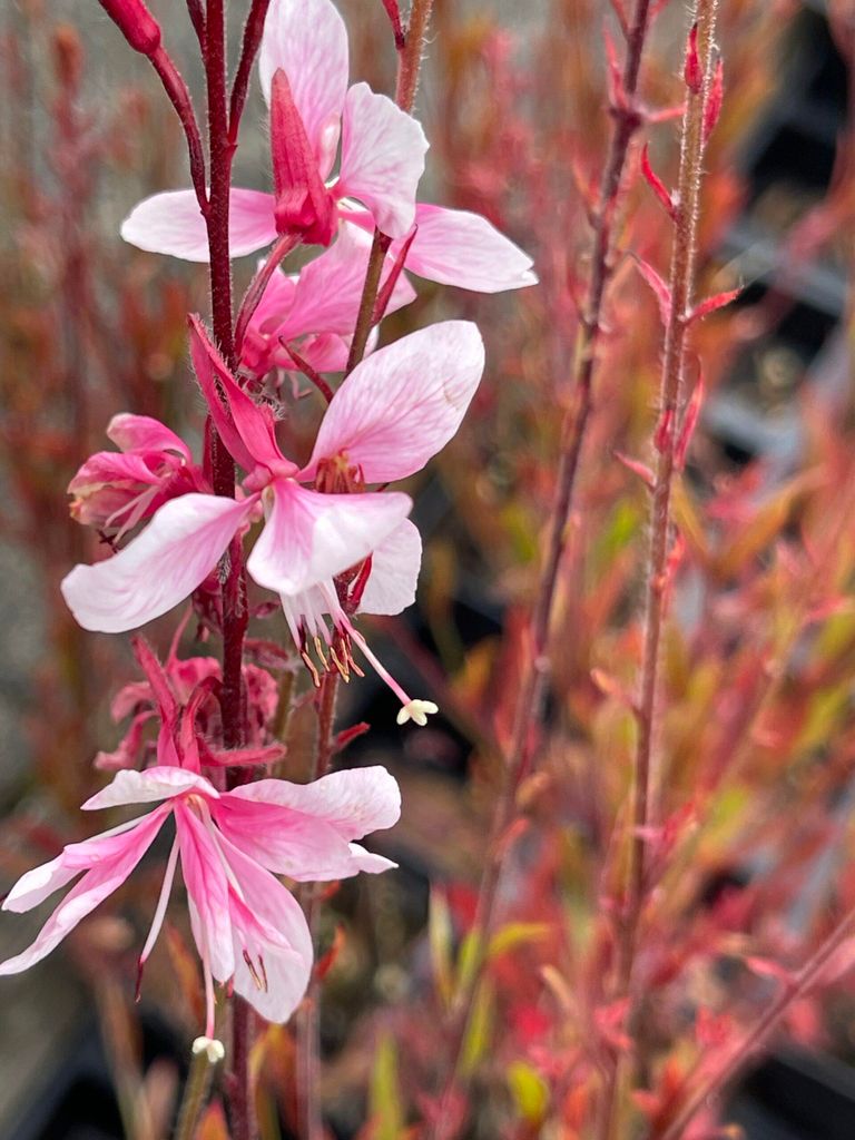 6 x Gaura lindh. 'Cherry Brandy' - Prachtkerze - Topf 9x9 cm