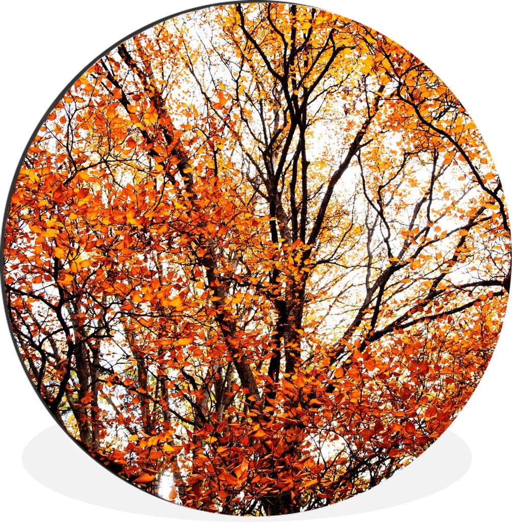 MuchoWow Aluminium Wandkreis Wald - Herbst - Jahreszeiten Ø 90 cm Wanddeko Modern Wohnzimmer - Mauerkreis - Wandbilder - Runde Bild - Bild aus A...