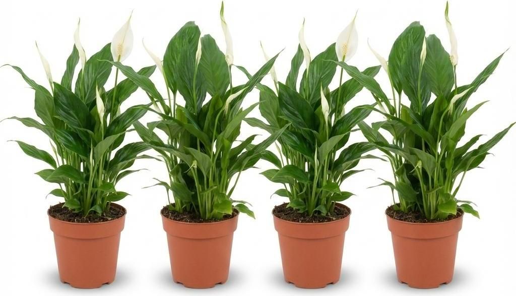 Spathiphyllum Einblatt – 4 Pflanzen – Ø12cm – Höhe 35-40cm – Luftreinigende Zimmerpflanze – Weiße Blüten – Ideal für Wohnraum & Büro