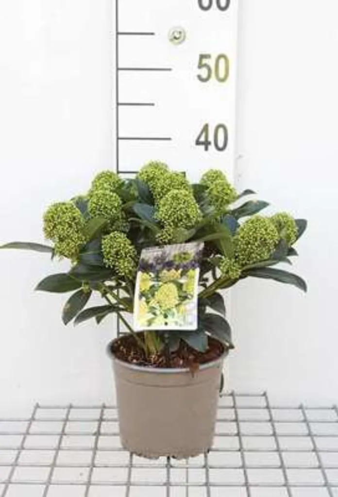 Skimmia du Japon White Globe : un arbuste persistant sans entretien