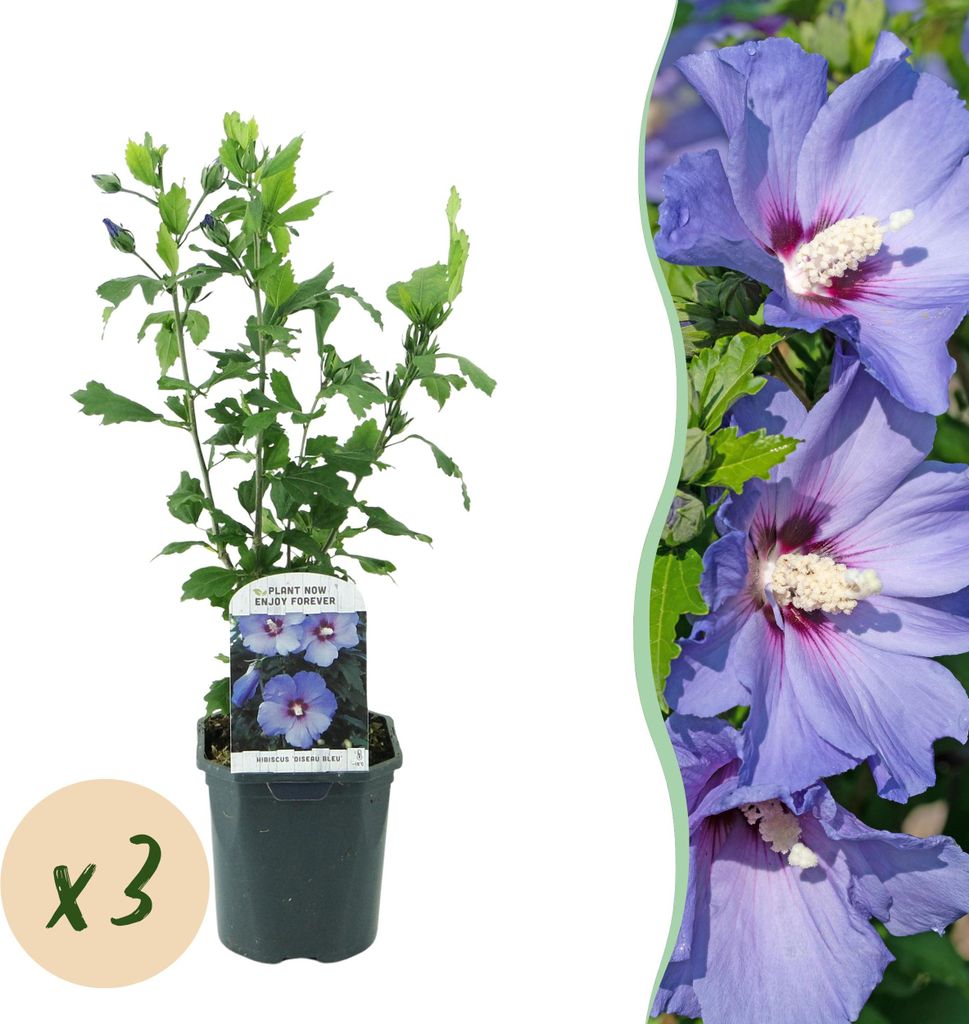 Hibiscus syriacus Oiseau Blue - Garten Hibiskus - Winterhart - Blau - 3 Pflanzen - 35-45cm - Ø17cm - Gartenpflanze