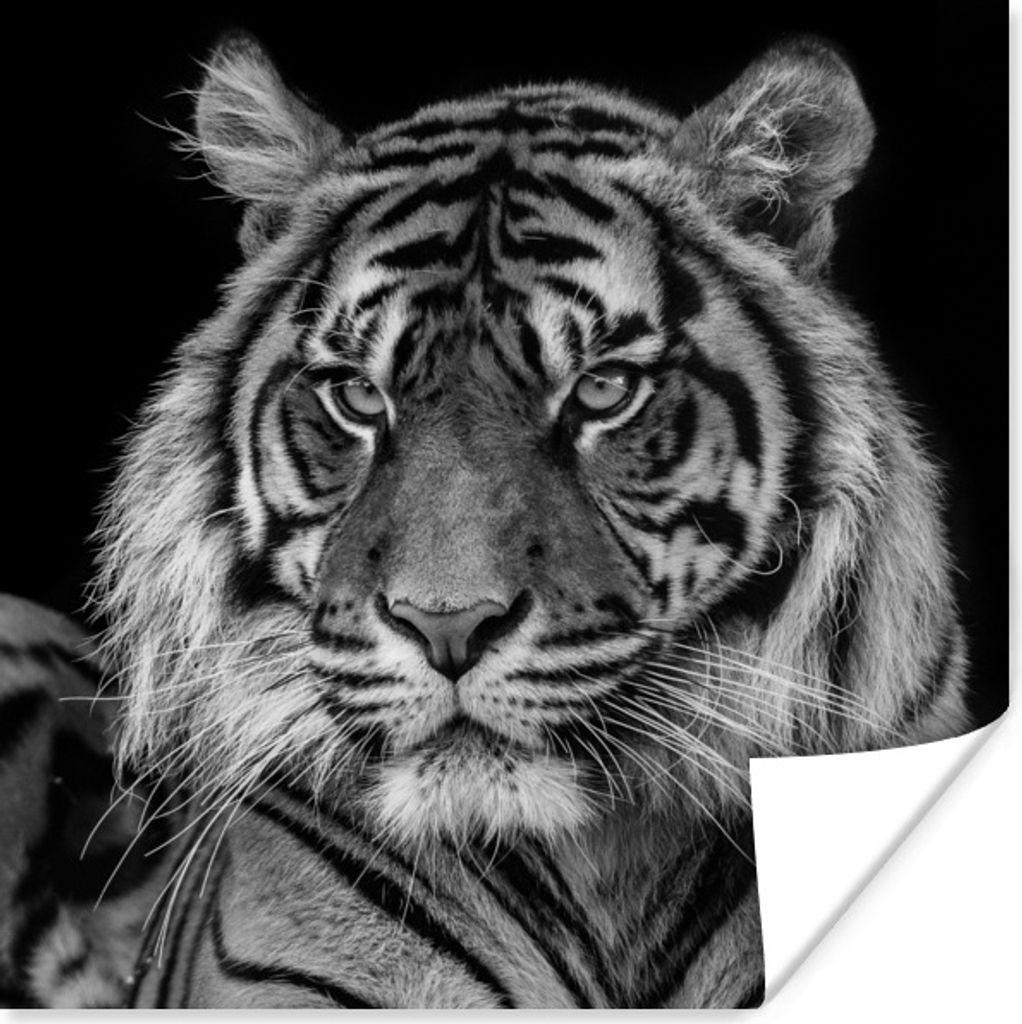 MuchoWow Poster Sumatra-Tiger auf schwarzem Hintergrund 100x100 cm - Babyzimmer