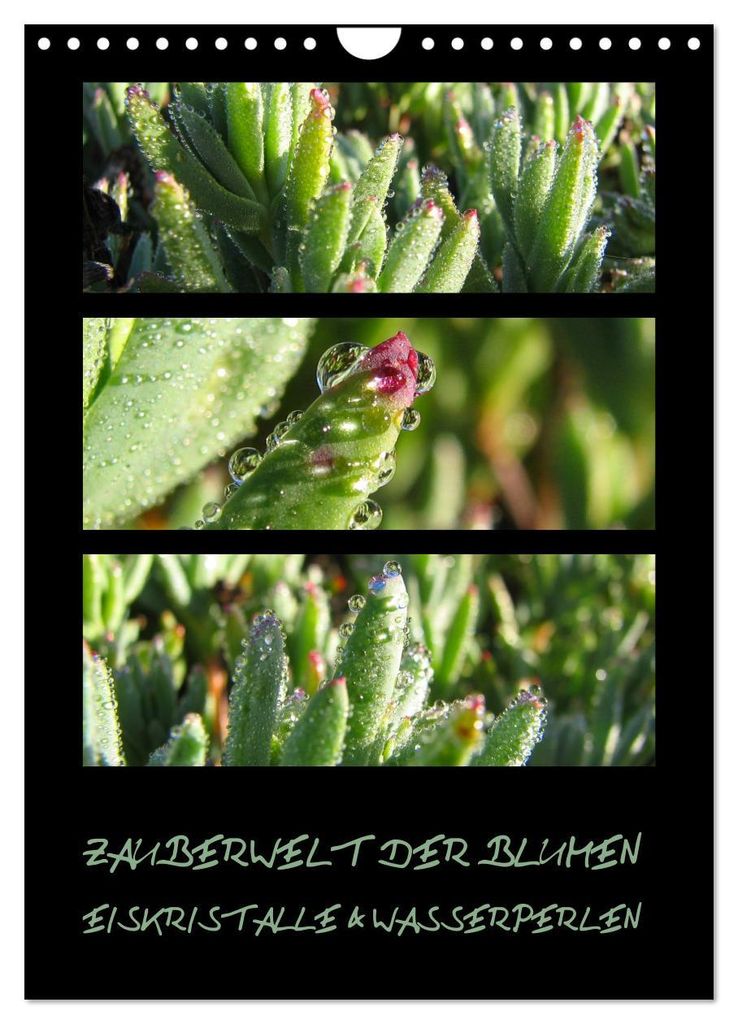 ZAUBERWELT DER BLUMEN - EISKRISTALLE & WASSERPERLEN (Wandkalender 2027 DIN A4 hoch), CALVENDO Monatskalender