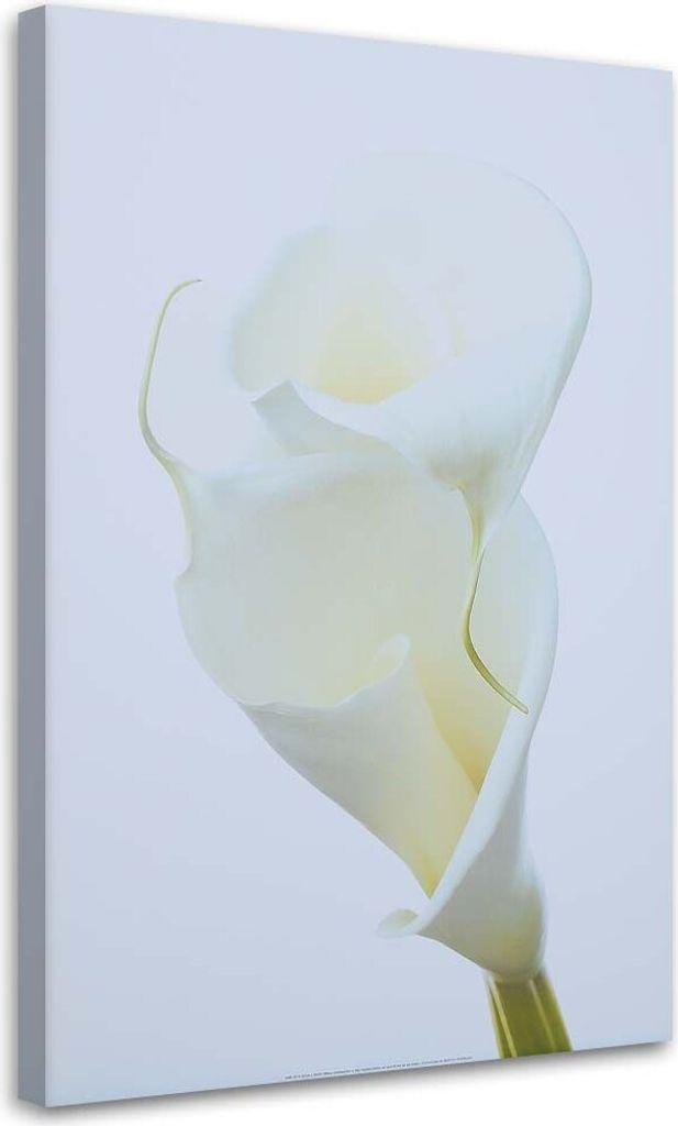 Leinwandbild weiße calla 80x120 cm Feeby beige wandbild bereit zum aufhängen