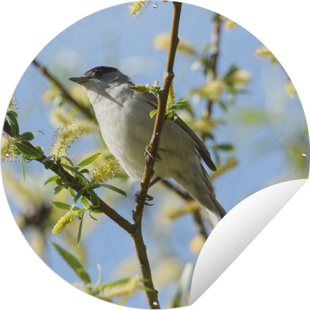 MuchoWow Gartenposter Outdoor-Poster Rund Vogel im Baum Ø 120 cm Gartendeko Rundes Poster draußen