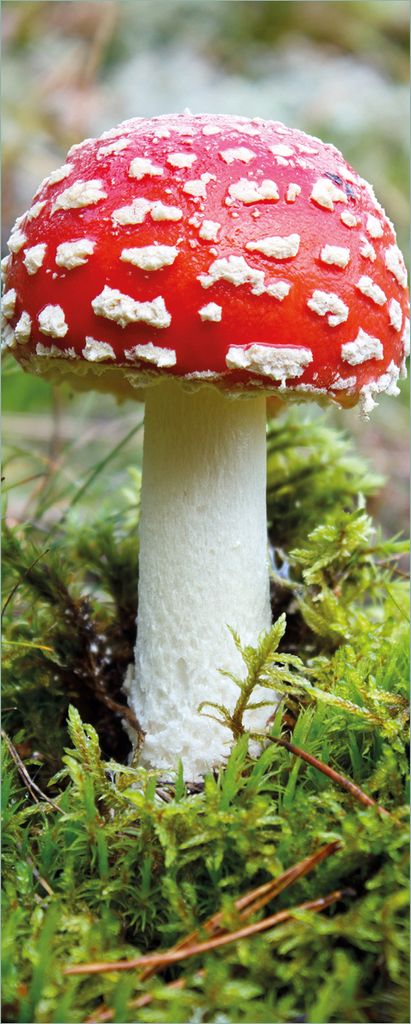 Wallario selbstklebendes Poster - Fliegenpilz im Wald, Größe: 50 x 125 cm