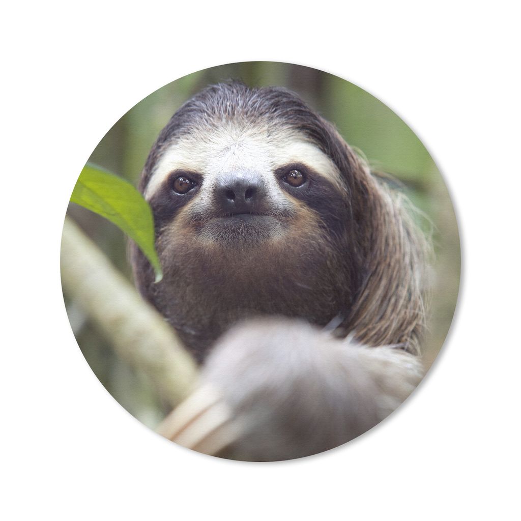 MuchoWow Mauspad Mousepad Eine Nahaufnahme eines Faultiers inmitten von grünen Blättern 50x50 cm - Mousepads - Maus Mat - Pad - Mausunterlage -...