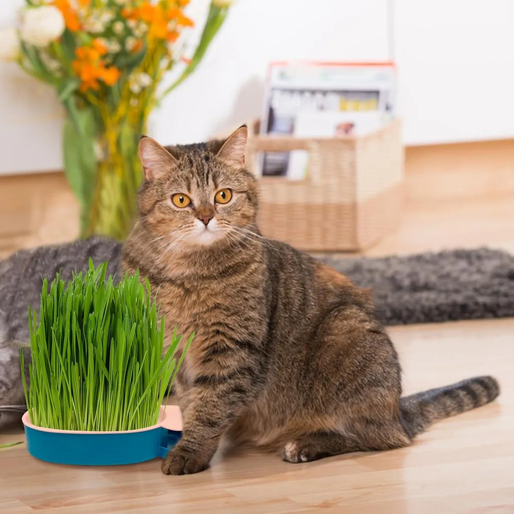 Plateau à algues herbe à chat et kit hydroculture pour semis - Vert