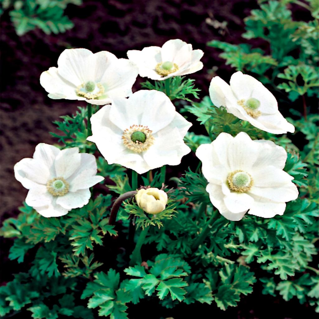 Zwiebel Blumenzwiebel Staude winterhart Windröschen Anemone Produktbild 
