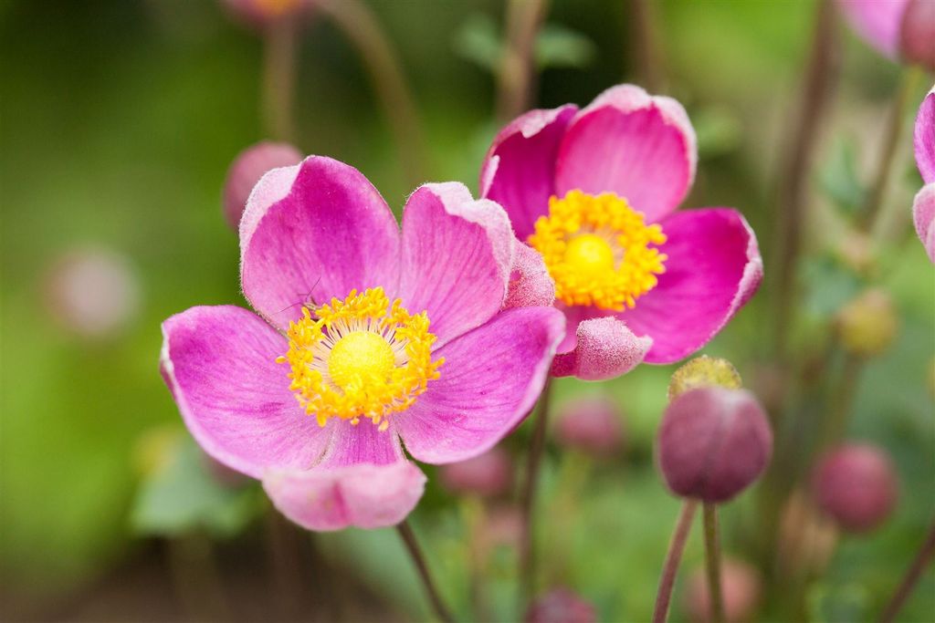 Anemone hupehensis 'Praecox', Herbst-Anemone, rosa, ca. 9x9 Produktbild 