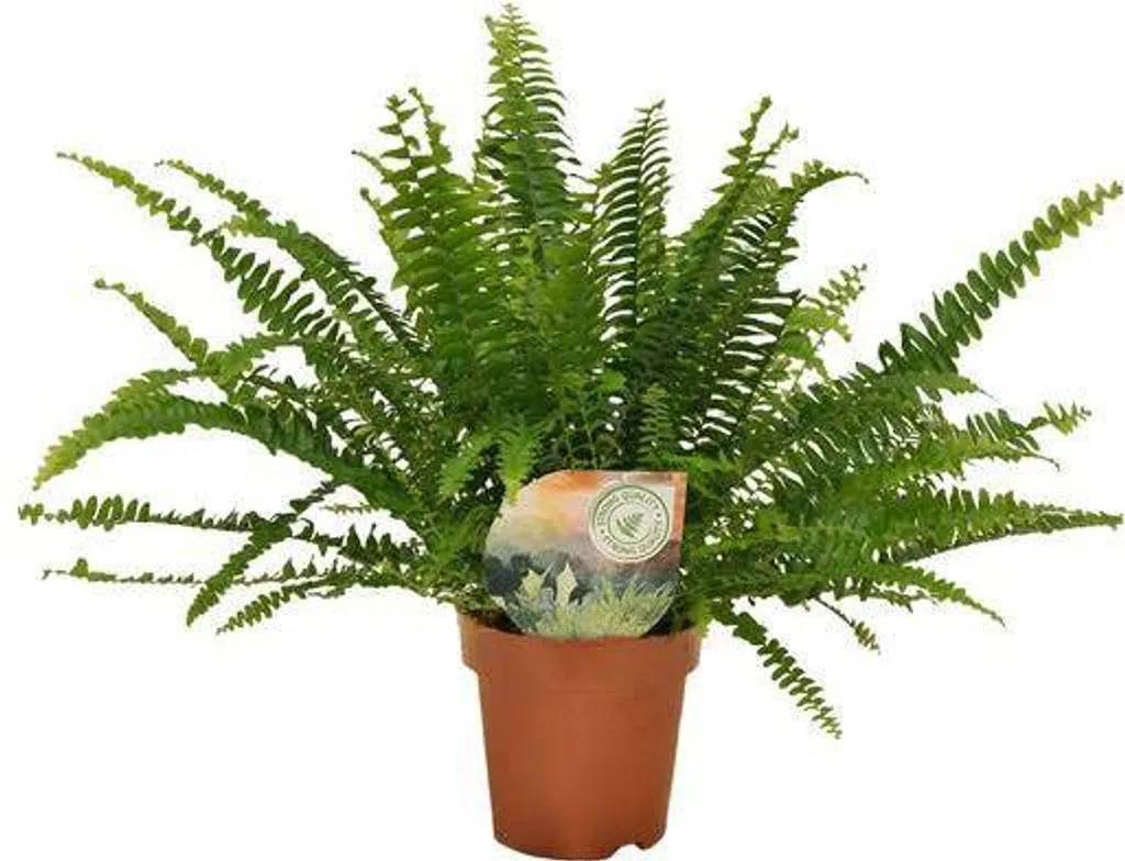 Fougère Nephrolepis Green Lady : Solution air sec et manque de lumière