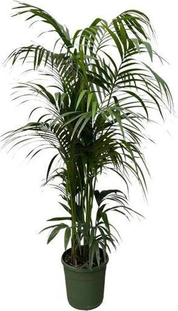 Palmier tropical Kentia XXL 230cm entretien facile et frondes élégantes