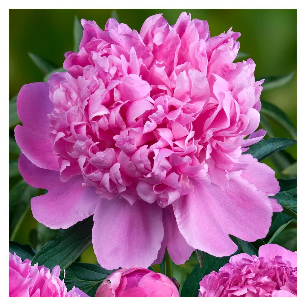 Pfingstrosen Pflanzen Purple Passion - 1 Wurzel - Große Päonien Hybride - Winterhart und mehrjährige Staude - Pflanzen aus Holland für Garten u...