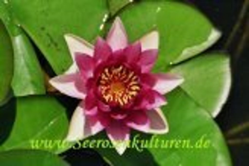 2 SEEROSEN der Sorte Attraction, rote Blüten