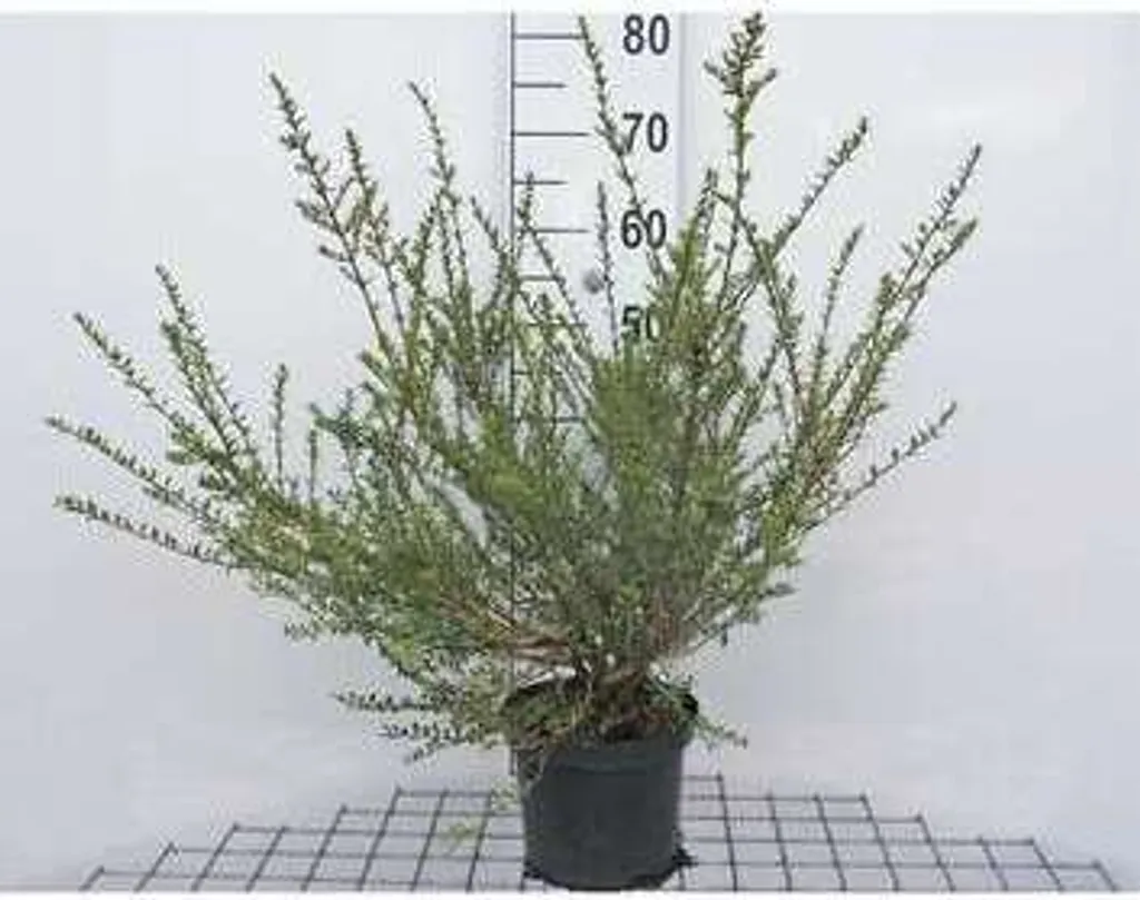 Lonicera nitida Silver Beauty - Chèvrefeuille arbustif 25-30 cm en pot