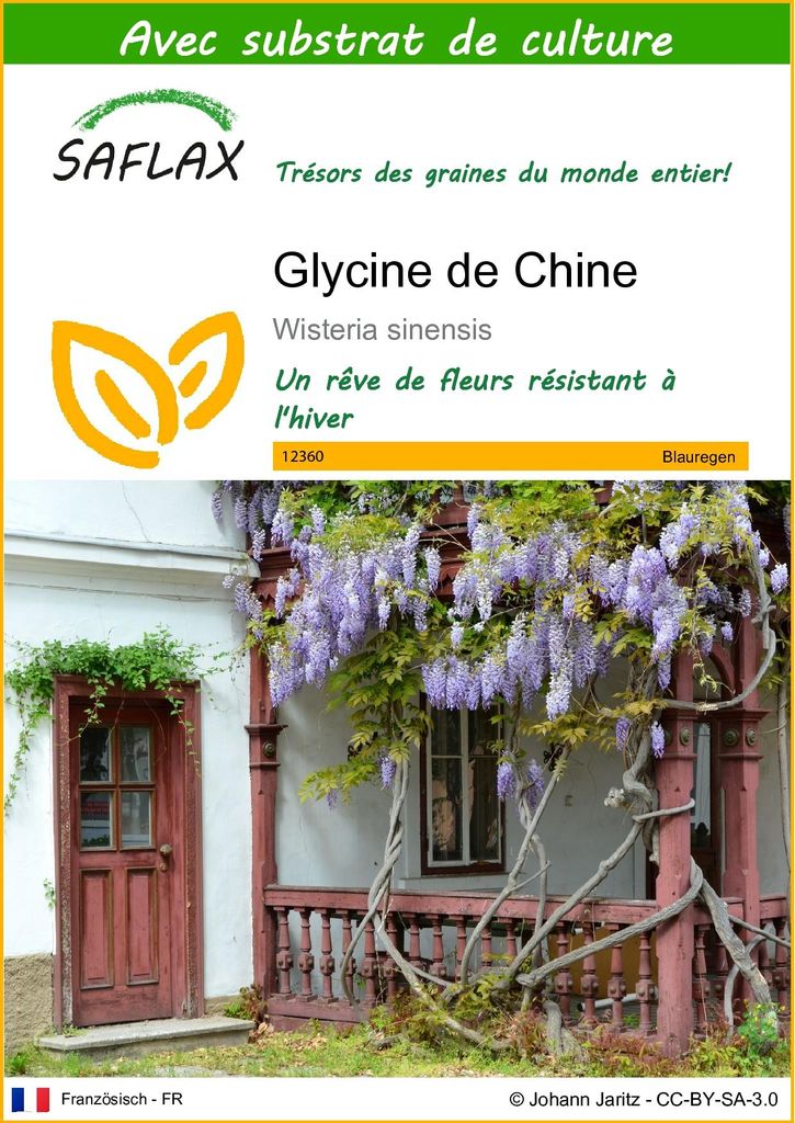 SAFLAX  - Glycine de Chine - 4 graines - Avec substrat - Image du produit 