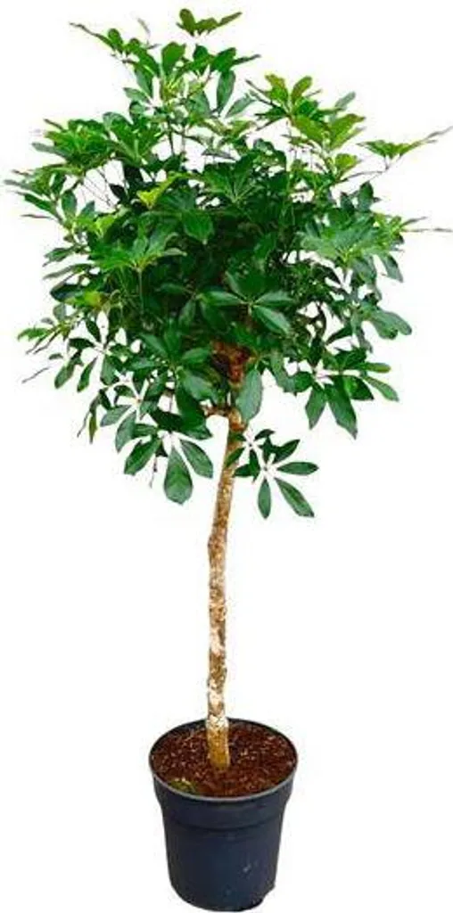 Schefflera Aralia rayonnante 170 cm Feuilles en Main Facile Entretien