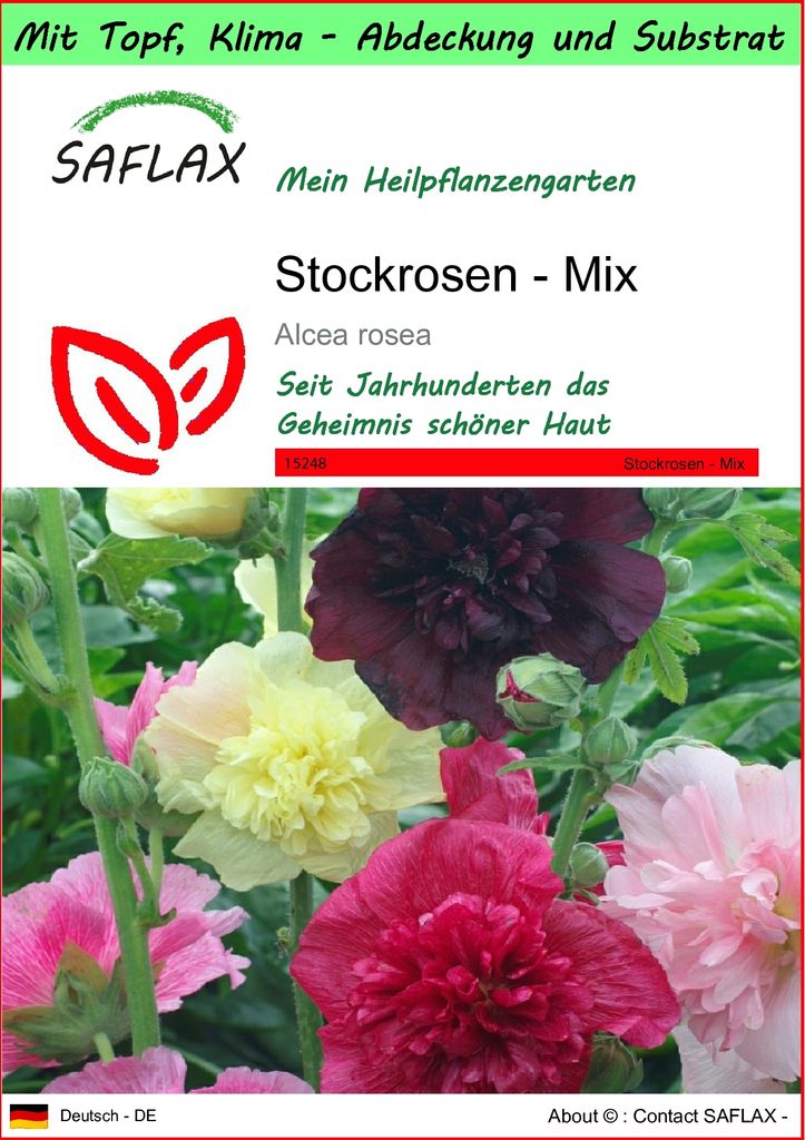 SAFLAX Garden to go - Stockrosen - Mix - Alcea rosea - 100 Samen - Mit Topf, Klima - Deckel und Anzuchtsubstrat