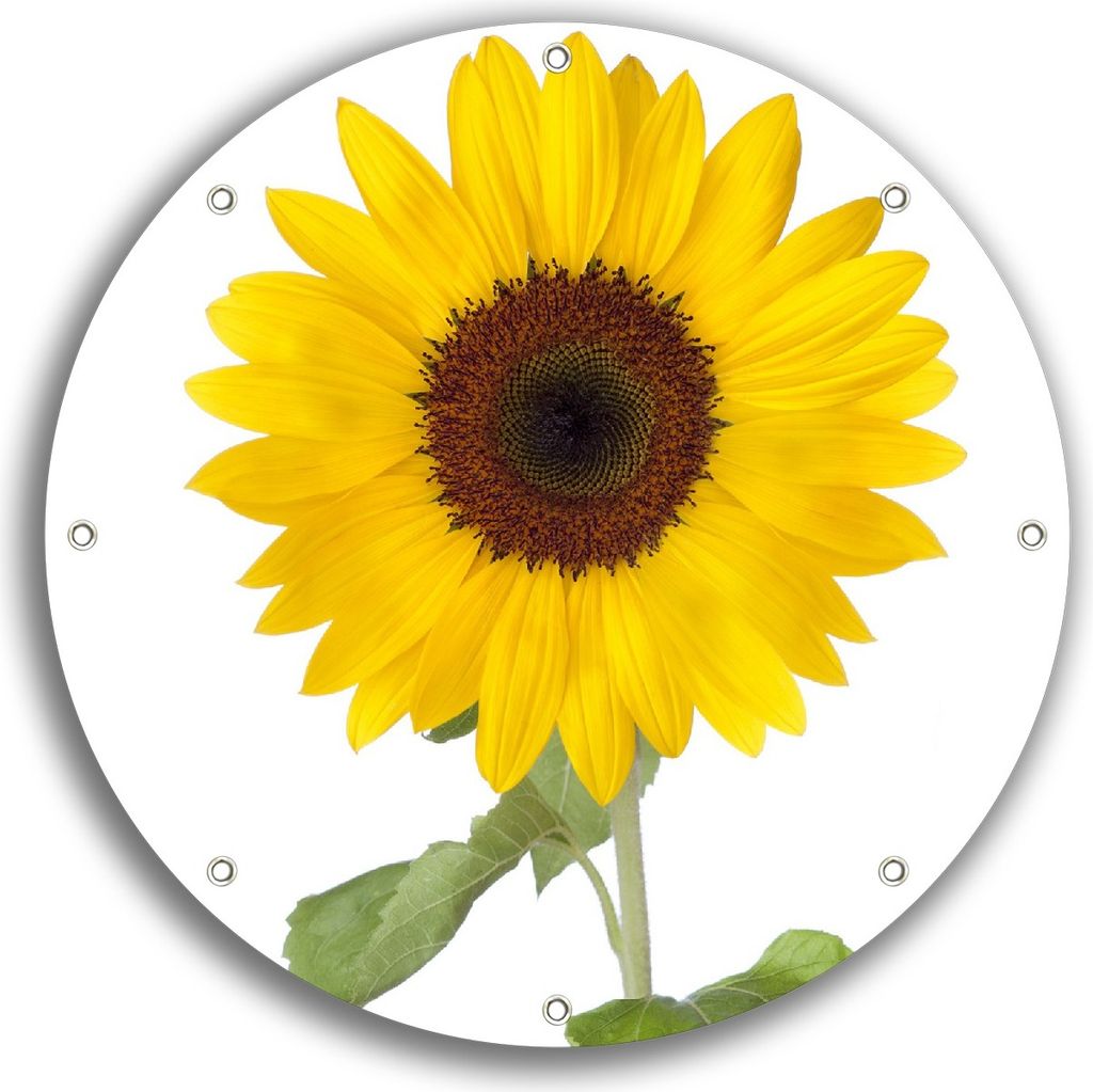 Wallario rundes Outdoor-Poster für Garten oder Balkon, Motiv Sonnenblume, 30 cm Durchmesser