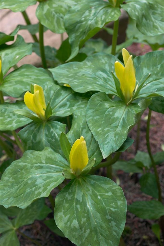 Trillium luteum, Gelbes Dreiblatt, ca. 9x9 cm Topf
