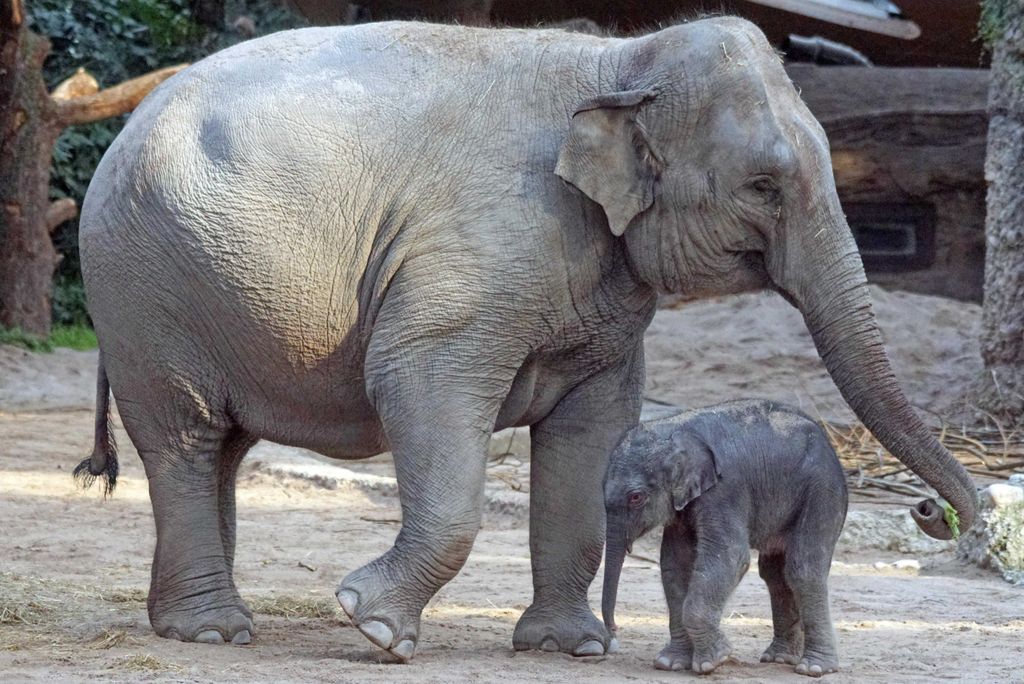hansepuzzle 12209 - Elefant mit Baby Puzzle, 2000 Teile, Tierwelt, 90,0 x 60,0cm mit hochwertiger Aufbewahrung, Kartonbox & Beutel