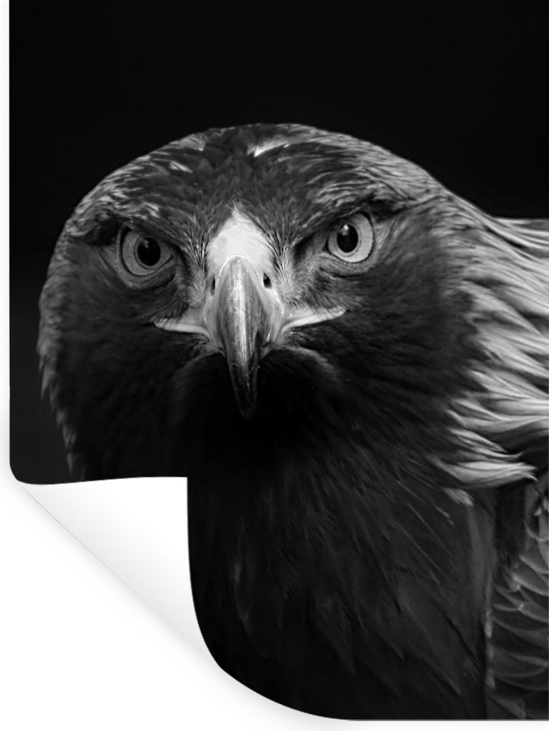 MuchoWow Wandtattoo Wandsticker Wandaufkleber Bussard - Vogel - Tiere - Schwarz - Weiß 120x160 cm Selbstklebend und Repositionierbar - Wierderve...