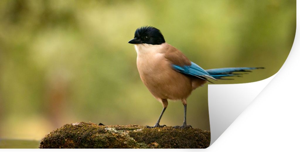 MuchoWow Wandtattoo Wandsticker Wandaufkleber Elster - Vogel - Moos 40x20 cm Selbstklebend und Repositionierbar - Aufkleber