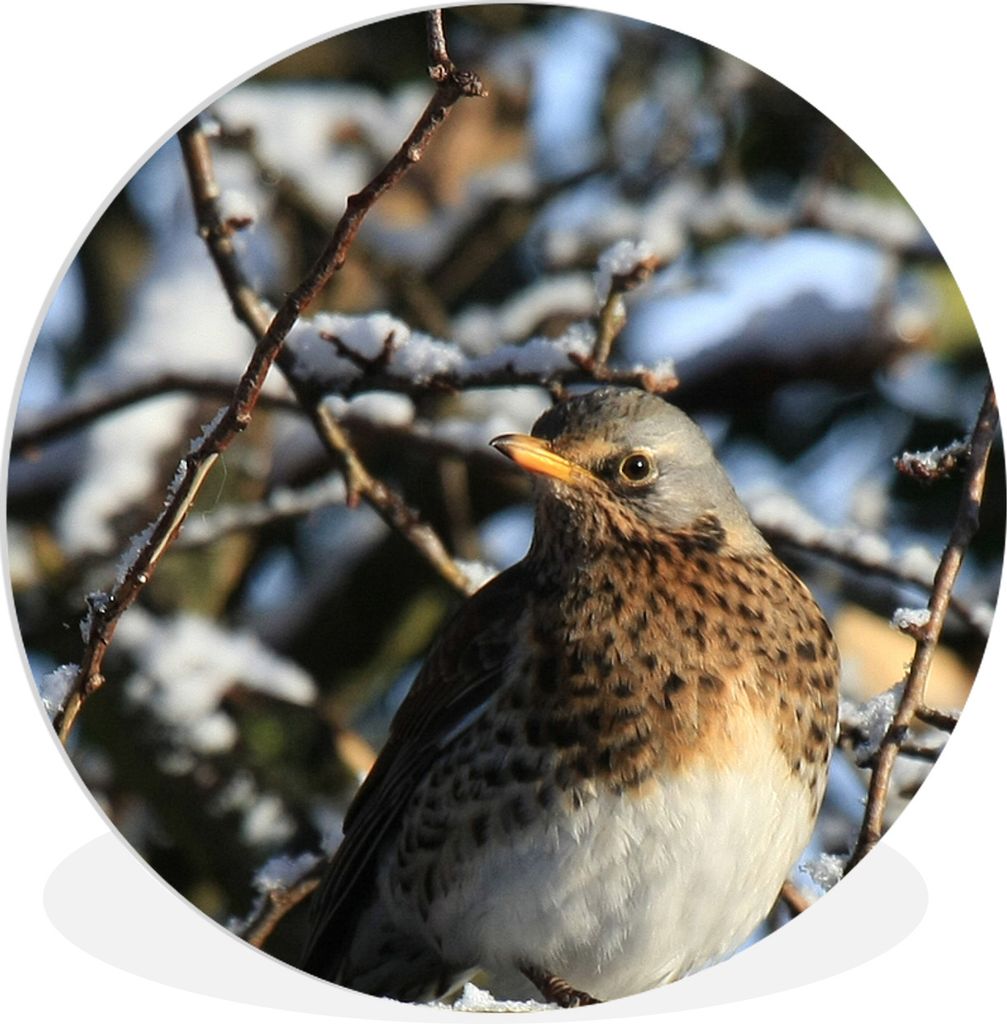 MuchoWow Rundes Wandbild - Runde Bilder Eine Amsel in einem Baum im Winter Ø 30 cm Kreis Wanddekoration Kunststoff - Wandkreis - Wandschmuck - S...