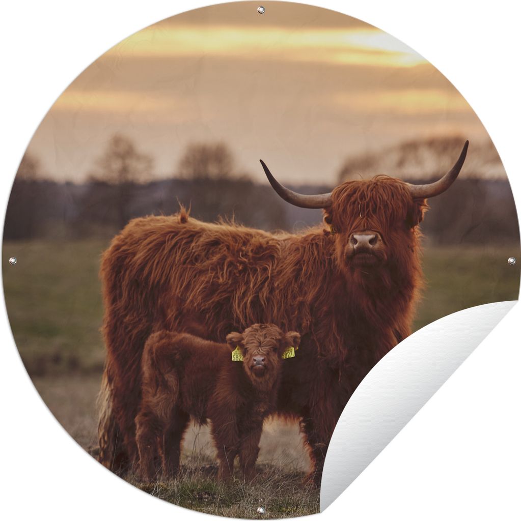 MuchoWow Gartenposter Outdoor-Poster Rund Schottische Highlander - Tiere - Landschaft - Sonnenuntergang - Kuh Ø 60 cm Gartendeko Rundes Poster d...
