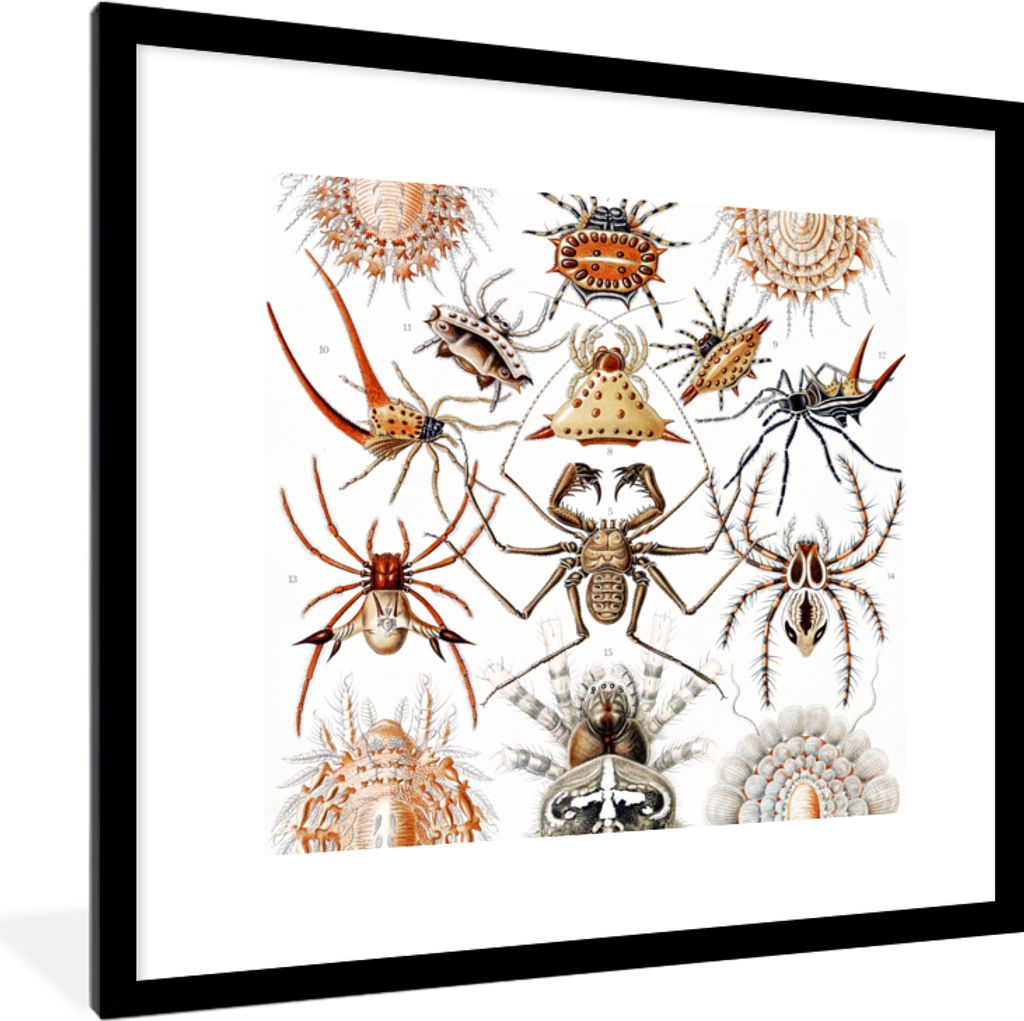MuchoWow Gerahmtes Poster Retro - Spinne - Ernst Haeckel - Spinnen 40x40 cm - Poster mit Schwarzem Bilderrahmen Wandposter Rahmen Foto Bilder - P...