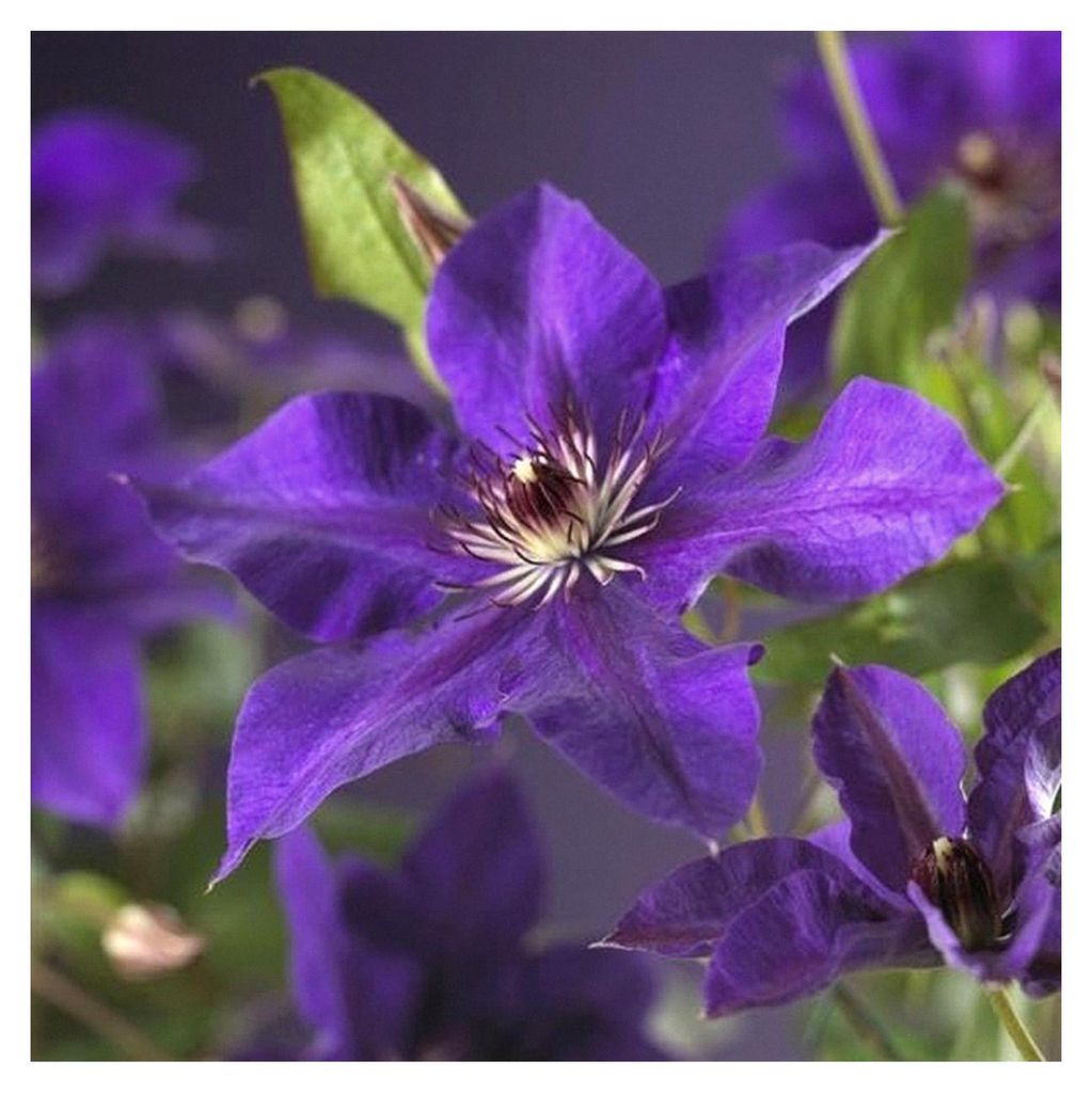 Clematis ‘The President’ 30–50 cm – Großblumige Waldrebe | Blaue Kletterpflanze winterhart | Ideal für Garten, Balkon und Pergola