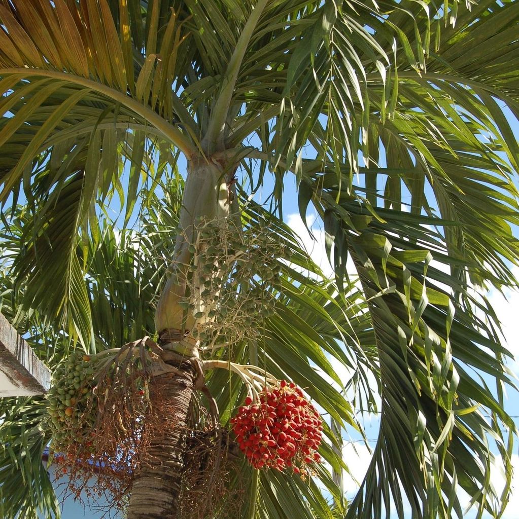 Manilapalmpalm (Veitchia merrillii) - 5 zaden Productafbeelding 
