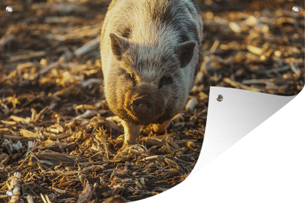 MuchoWow 120x80 cm Outdoor-Poster Gartendeko Sichtschutz Garten Poster für den Garten Hängebauchschwein - Mais - Sonne